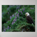 Suche nach alaska adler poster North america