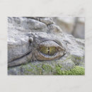 Suche nach krokodile postkarten Natur