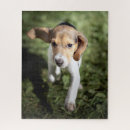 Suche nach beagle puzzle Haustiere