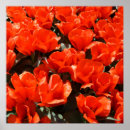 Suche nach tulpen poster Zuhause