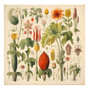 Recherche de herbier posters Nature