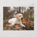 Recherche de chiot labrador cartes postales Dog