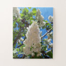 Recherche de syringa Ciel bleu