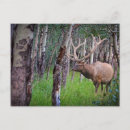 Suche nach elch foto postkarten Hirsche