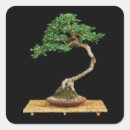 Recherche de bonsai autocollants Plante