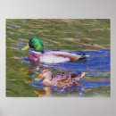 Suche nach mallard poster Vögel