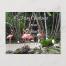 Recherche de flamant de noël cartes postales Floride