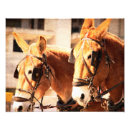 Suche nach maultier poster Esel