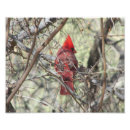 Recherche de oiseau cardinal rouge posters Animal