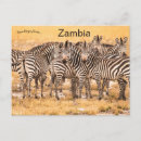Recherche de zebra cartes postales Troupeau