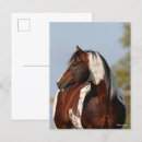 Suche nach paint horse postkarten Bob langrish