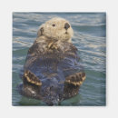 Recherche de loutres magnets Alaska