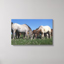 Suche nach appaloosa leinwandbilder Foto