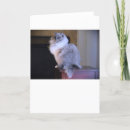 Suche nach mit augen karten Katze