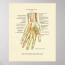 Recherche de interne anatomie posters Humain