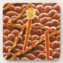 Suche nach biologie untersetzer Farbeffekt