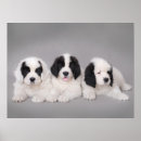 Recherche de newfoundland posters Puppy