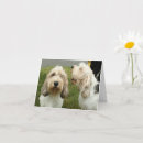 Suche nach griffons karten Pbgv