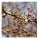 Recherche de arbre posters Printemps