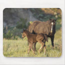 Suche nach wildes pferd mousepads Wildpferd