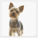 Suche nach yorkshire terrier aufkleber Tier