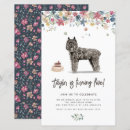 Recherche de de flandre bouvier Dog