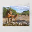 Suche nach fohlen postkarten Stute