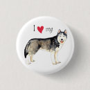 Recherche de siberian husky Chukcha