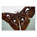 Recherche de papillons mites cartes postales Ailes