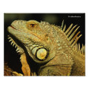 Suche nach leguan poster Grüne leguane