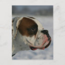 Recherche de chien boxeur cartes postales Neige