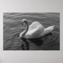 Suche nach weißer schwan poster Wasservögel