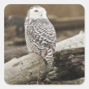 Recherche de grottes autocollants Oiseau