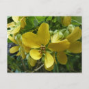 Suche nach gelbe blüten postkarten Blume