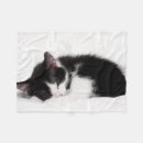 Recherche de chaton de sommeil Photographie