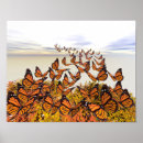 Recherche de les insectes posters Inspiration