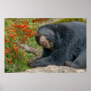 Suche nach busch poster Wildtiere