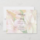 Suche nach alstroemeria Alstromeria