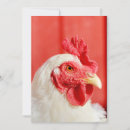 Recherche de poulet invitations Coq