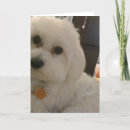 Suche nach maltipoo karten Maltipos