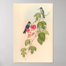 Suche nach vintage kolibris poster Druck