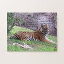 Recherche de tigre bengale puzzles Chat
