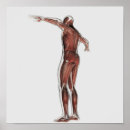 Recherche de bras posters Illustration