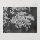 Suche nach weed postkarten Blume