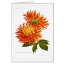 Recherche de peinture de dahlia cartes postales Botanique