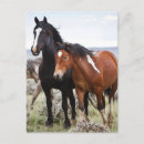 Recherche de troupeau de chevaux sauvages cartes postales Ranch