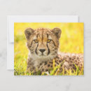 Suche nach gepard postkarten Katze