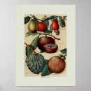 Suche nach tropische frucht poster Illustration