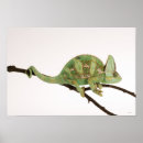 Recherche de caméléon art Sang froid