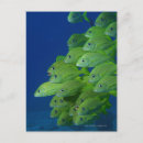 Recherche de marguerite cartes postales Animal